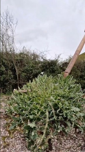 Dig out Thistles 😬| Deep Roots #Thistle #gardeningtips #Spring