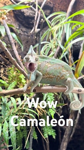 Camaleon, Chamäleon