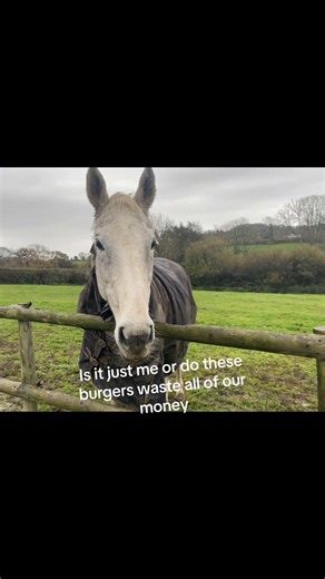 Our horse is annoying?????