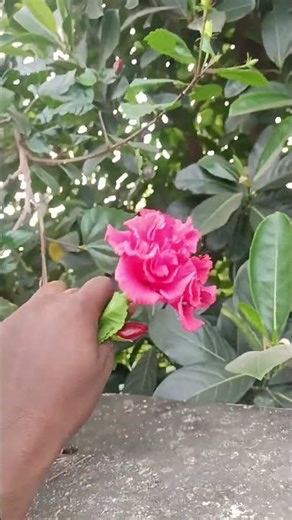 Kisi Ne phool Se poochha kya tumhen Dard nahin Hoti #pankhuriawasthy #neilsharma