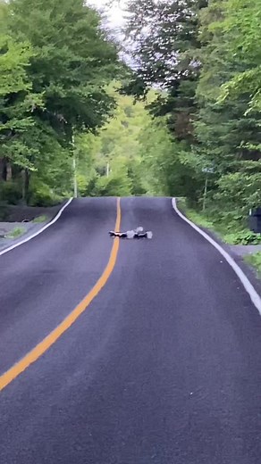 🦨💨🐾 #skunk #beagle #doglife #huntingdog #crazydog #beaglelife #doggo #oups