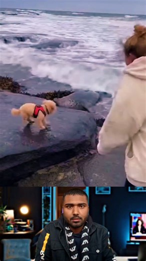 picchireaction on Instagram: "Seal Explodes From Water and Tries to Drag Dog Into the Ocean 😱 #reelsinstagram #foryou #virals #fyp #trendingreels"