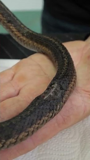 Garter Snake with MASSIVE wound to spine! How we saved its life!
