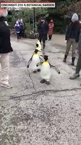 474K views · 1.6K reactions | "Behind the scenes of the first penguin parade of the season." - Cincinnati Zoo & Botanical Garden | The National Desk - TND | Facebook