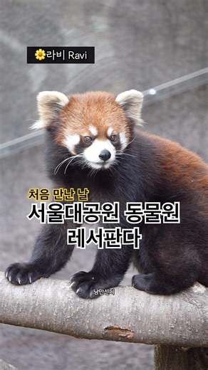 #레서판다 서울대공원 동물원에도 살아요. 라비, 리안 처음 만난 날