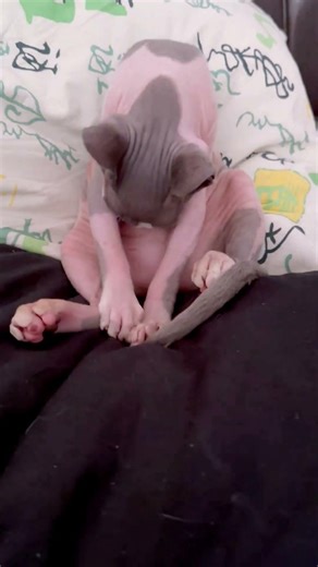 When She Found the Strangest Pacifier Ever🍼 #kitten