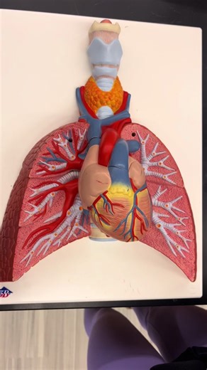 Learn the parts of the thorax model with us! #anatomy #anatomylesson #thoracicmodel