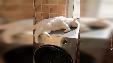Schau, was passiert, wenn der Gepard 1100 Schuss pro Minute abfeuert