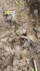 Burmese Peacock Softshell Turtles Hatch in Myanmar