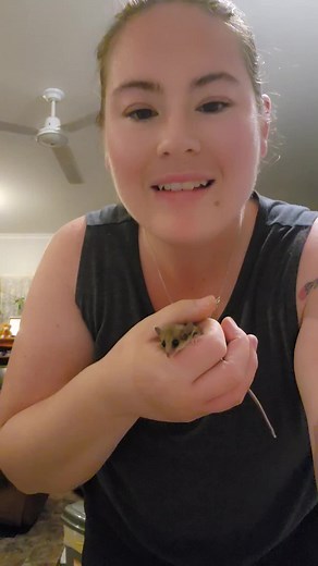 When I first found her I had no idea she had babies, and then just before I went to release her, one little one became visible!! This is something not many people would ever see! Pygmy possums can also have up to 6 babies in one pregnancy!!! #pygmypossum #possum #kangarooisland #babyanimal #animal #wildlifelover #wildliferescue #wholesomemoments #Love #cute #fyp #