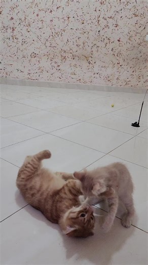 #catoftiktok #orangecat #cutecat #kitten #catlover #fyp #viral