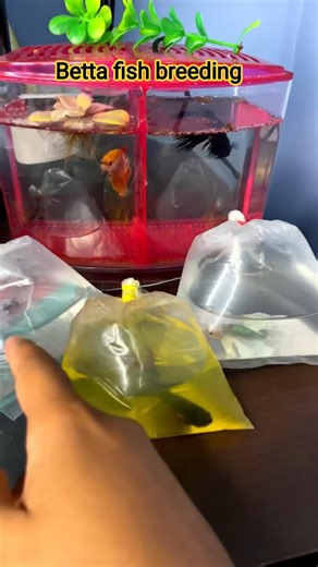 Betta fish breeding process 🐟 Mera fish ko kaise fitting Karen #shortvideo #fish #fishing