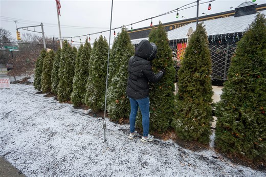 Can trees really explode from the cold? Here's what experts say