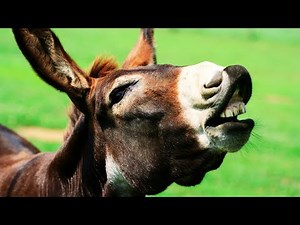 Donkeys: Strong, Smart, and Totally Underrated