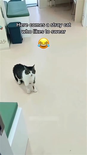 8.4K views · 618 reactions | Cat language 101 藍藍 #catsoftiktok #cats #funnycats | Pets Planet | Facebook