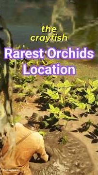 All 13 rare Exotic Orchids flower location in RDR2 #rdr2
