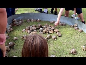 Fun or cruel? Turtle races in Kansas draw attention from conservationists