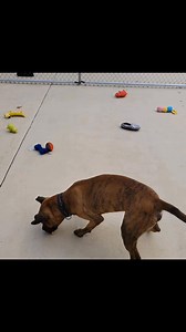 7.1K views · 75 reactions |  HELP TYLER FIND A RESCUE!  This...