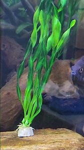 #papa Texas threesome #redtexas #bloodparrotcichlid #bloodparrot