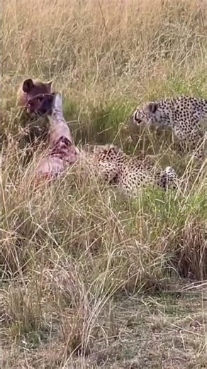 Hyena vs Cheetahs: A Shocking Wildlife Moment