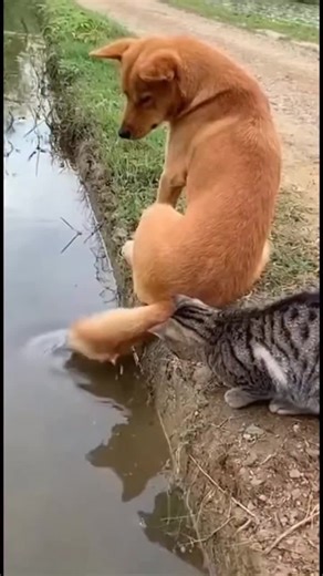 Astuce de pêche du chat un chat utilise la queue d'un chein pour attraper un poisson #chat #dog #animal #beautiful