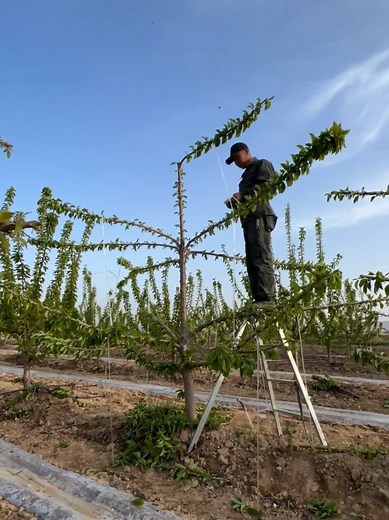 European #tree control #horticulture technology