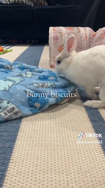 Delicious Bunny Biscuits for Your Pet Rabbit