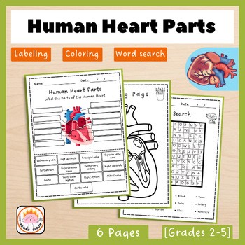 Anatomy of the Human Heart | Biology & Circulatory System | Science Labeling