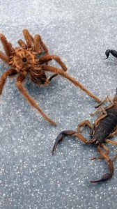 3.1K views · 15 reactions | A rare and intense showdown between a...