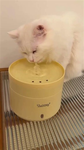 猫が水を飲まない？冬は「温水」が正解🔥健康をサポートする恒温饮水机🐱