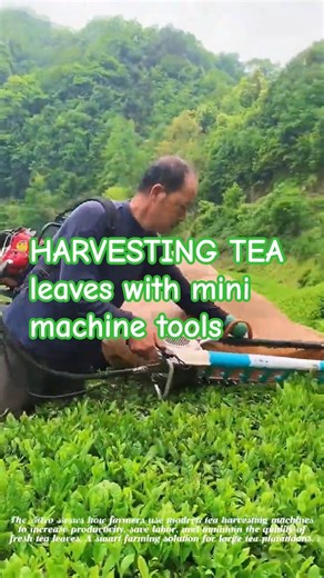 HARVESTING TEA leaves with mini machine tools #agriculture #satisfying #enjoyrurallife #farmingtips