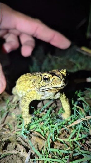 Funny frogs compilation Bonk Bonk | funny funny funny animal videos | funniest frog Hahaha