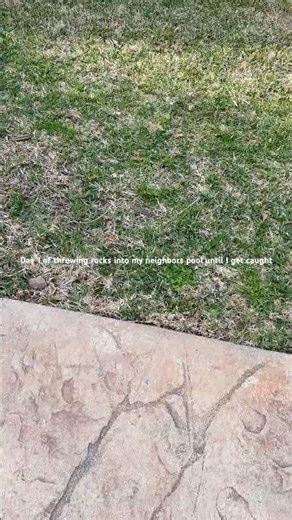 Day 1 of throwing rocks into my neighbors pool