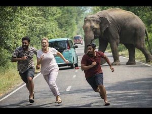 Wild Elephant Smashes Car – Terrified People Run for Their Lives!