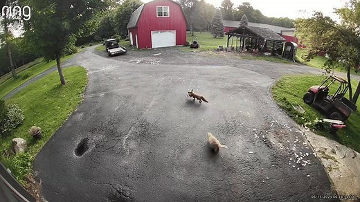 Nearly 30-year-old farm cat chases off fox trying to eat chicken