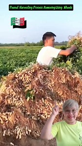 4.2K reactions · 191 shares | Peanut Harvesting Process And Removing Using Wheels #highlight #peanuts #harvesting #peanutlover | Efigenia Lustre | Facebook