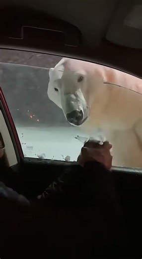 Heart-Stopping Rescue: Saving an Owl from a Polar Bear! 🦉❄️ #rescue #shorts #heroic #snowynight