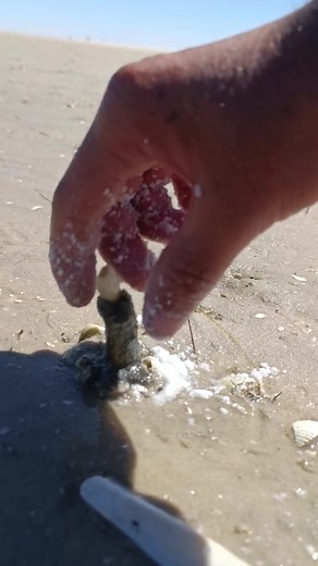 Exploring Marine Life: Small Creatures on Sandy Beach