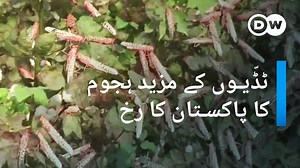 46K views · 1.1K reactions | پاکستان میں حکام کا کہنا ہے کہ آئندہ ماہ جون کے آغاز میں ٹڈی کے نئے اور بڑے دل ایران اور مسقط سے پاکستان پر حملہ کر سکتے ہیں۔ اس وقت صوبہ پنجاب اور سندھ کے علاقوں میں ٹڈی دل فصلوں کو تباہ کر رہے ہیں۔ | DW اردو | Facebook