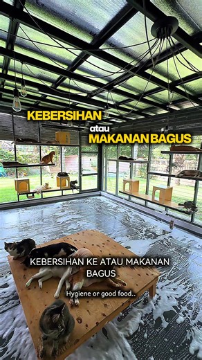 Hygiene dan Makanan Bagus untuk Kucing