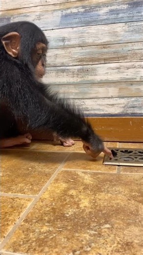 New vent cover, listen to him 😂🤣 #chimp #curious #cutebaby #cute #love