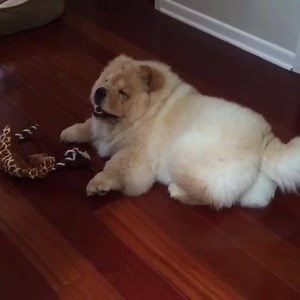 209K views · 14K reactions | He's SO excited—and he just can't hide it.  It is the Chow Chow's particular intelligence, devotion, independence, and dignity which make him unique: bit.ly/AKCChowChow | American Kennel Club | Facebook