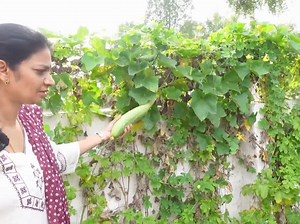 61K views · 690 reactions | Farm harvest | Mad gardener | Facebook