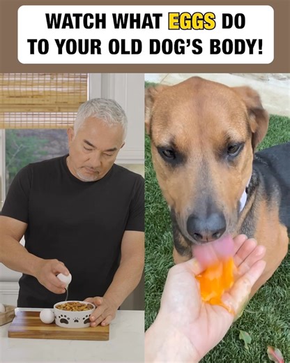 182 reactions · 15 shares | Legendary Dog Behaviorist, Cesar Millan, shares which foods you should AVOID feeding your pet at all costs. If your dog suffers from ⚫️ Weight Gain ⚫️ Loss of Energy ⚫️ Achy Joints ⚫️ Stinky, Mushy Poops ⚫️ Bad Breath ⚫️ Diminished Mental Ability Watch Cesar reveal the TOXIC FOODS to avoid and show how you can help extend your beloved pet’s health span. See for yourself!  https://rebrand.ly/MRTYCM | Cesar Millan | Facebook