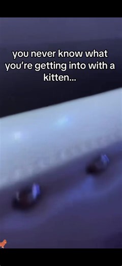 Cats attack #catsoftiktok #cats #funny #attacks