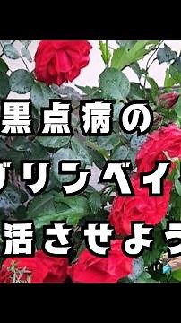 黒点病のつるバラを復活させよう