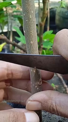 12K views · 108 reactions | Propagation fruit tree by grafting on cuttings branch #graftingtechniques #gardeningtips | GardeningFruit | Facebook