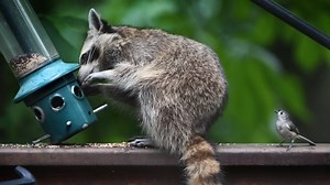 These bold little birds snatch the hairs off living mammals to use in their nests