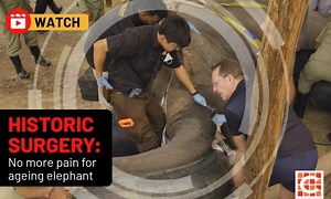 Caxton Network News | Watch: Groundbreaking elephant tusk extraction in Cambodia led by UP professors Read more: https://www.citizen.co.za/network-news/lnn/article/watch-groundbreaking-elephant-tusk-extraction-in-cambodia-led-by-up-professors/ | Laevelder / Lowvelder