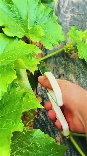 Unlocking Maximum Yield: Professional Cucumber Pruning 🥒✂️